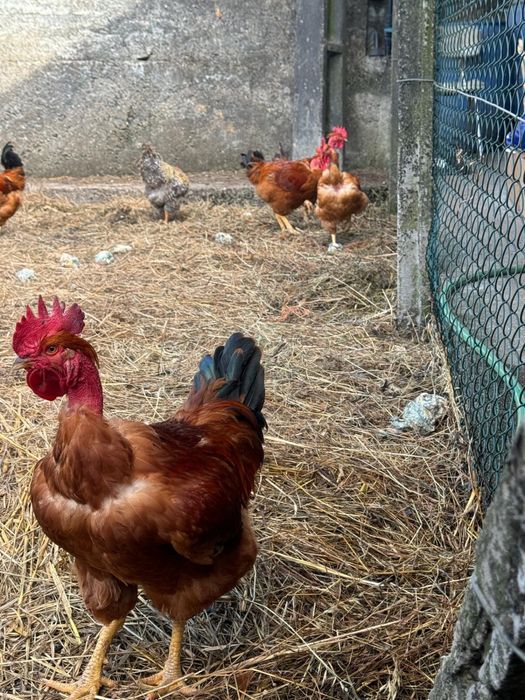 Vendo frangos caseiros