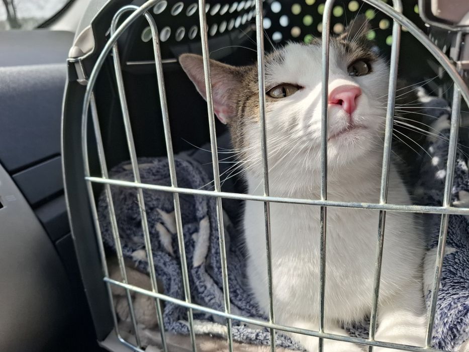 Oddam kotkę za darmo