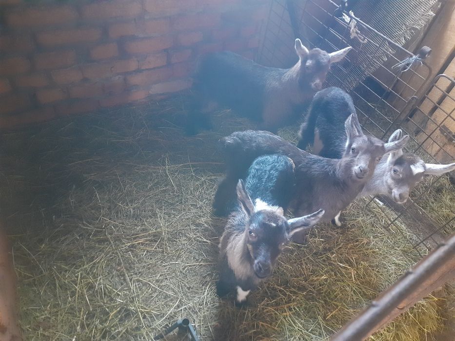 Козенята дівчатка, кізочки