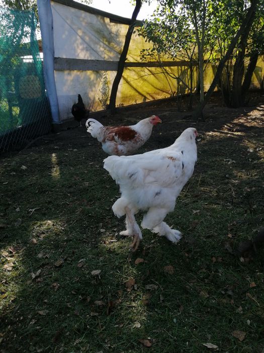 Sprzedam koguty młode