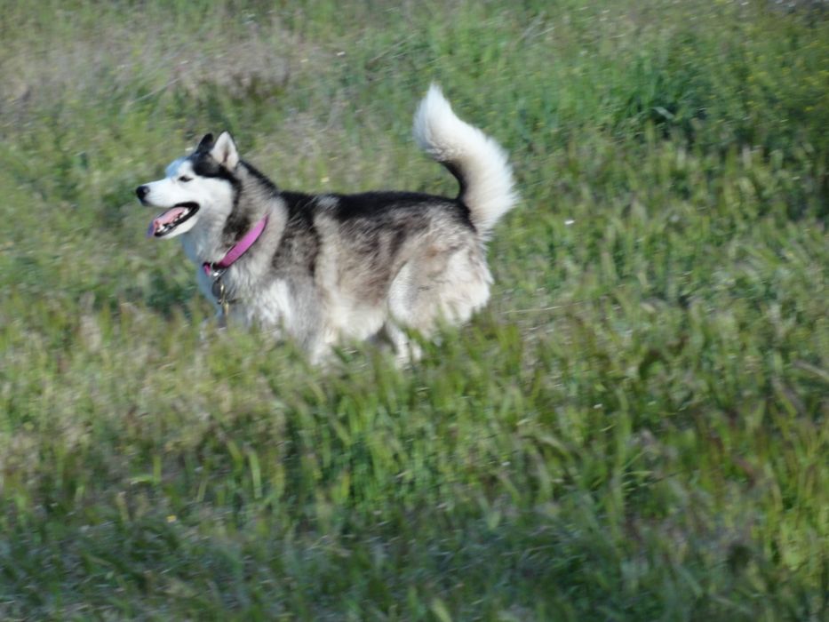 Кобель хаски ищет подругу