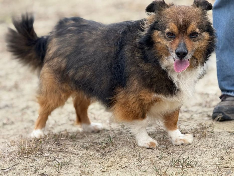 Czupakabra na czterech łapach barwny charakterem Pędzel do adopcji