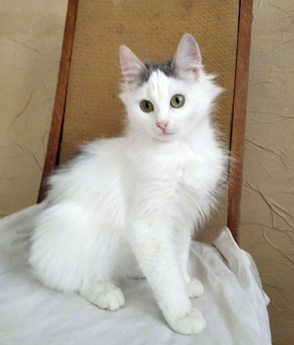 Кошеня шукає родину!