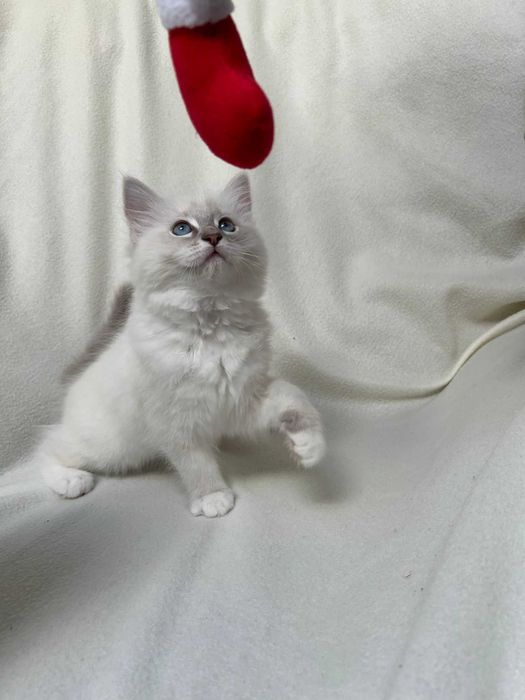 kocurek seal mitted lynx Ragdoll rodowód FPL