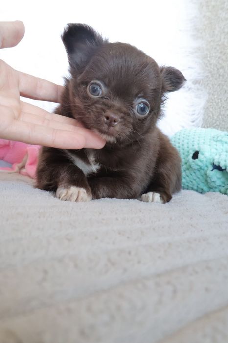 Chihuahua  Mini. Menina de pēlo longo de olhos Verdes . Cabeça maçã perfeita!