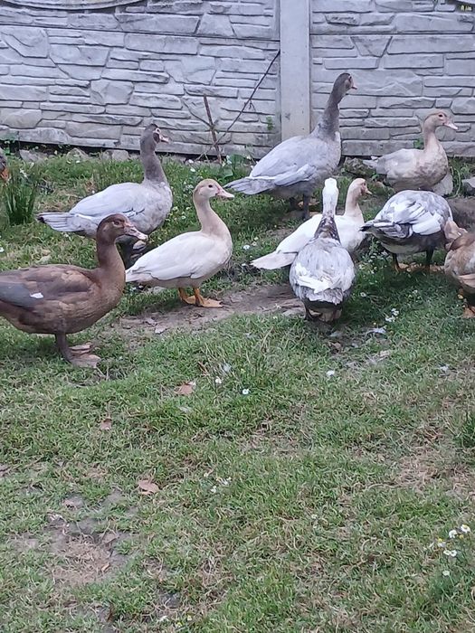 Sprzedam kaczki i kaczory mięsne