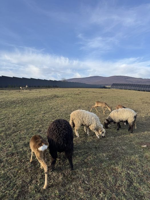 Подобова оренда будинку