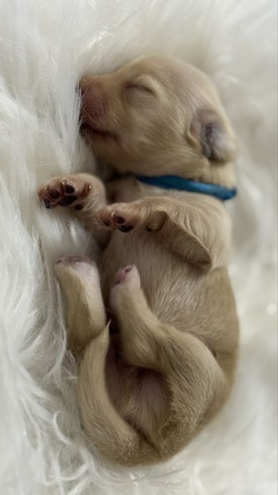 Jamnik Kremowy (English Cream) -  Rodzice Wolni od Chorób Genetycznych