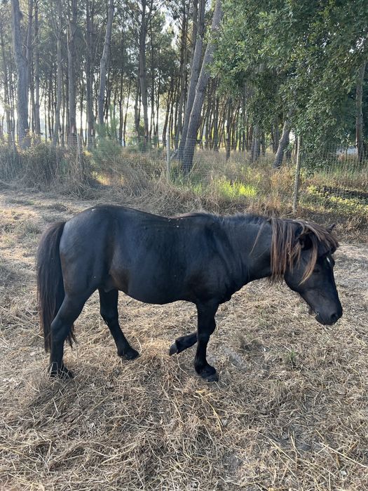 Ponei adulto atrelado e montado