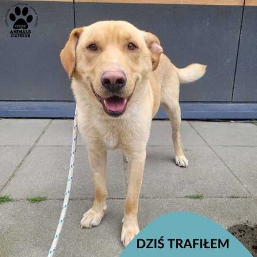 Znaleziono psa - Gdynia