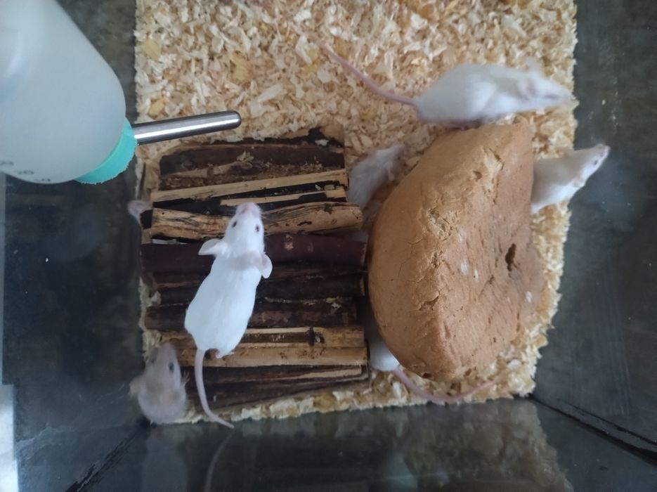 Mysz domowa biała czarna myszka