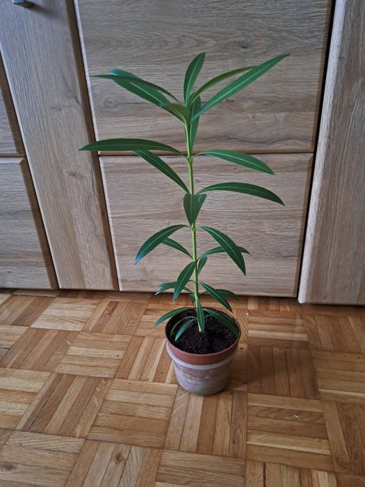 Nerium oleander.