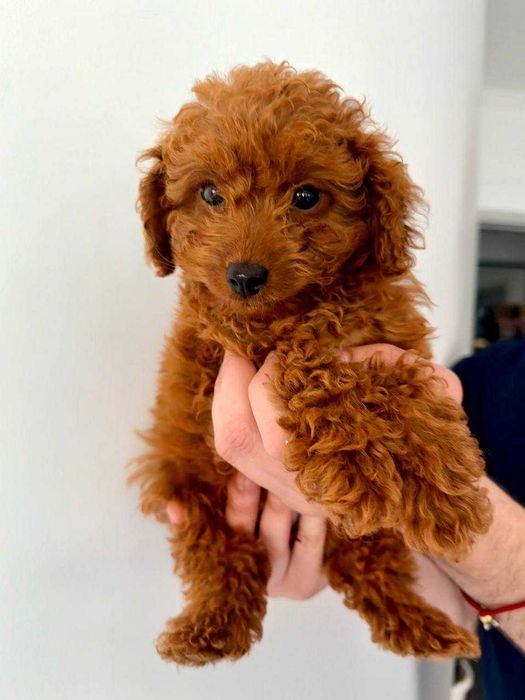 Caniche Toy Mini Femea Micro Menina Disponível