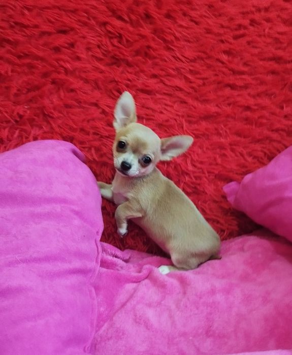 Chihuahua miniaturowa suczka