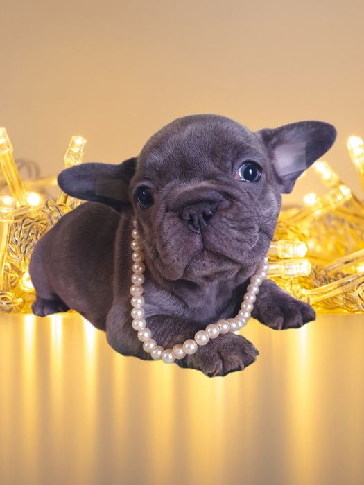 Французский бульдог. Блакитна дiвчинка