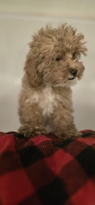 Cavapoo/ dziewczynka