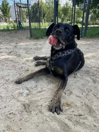 Wspaniały czarny Pinki do adopcji