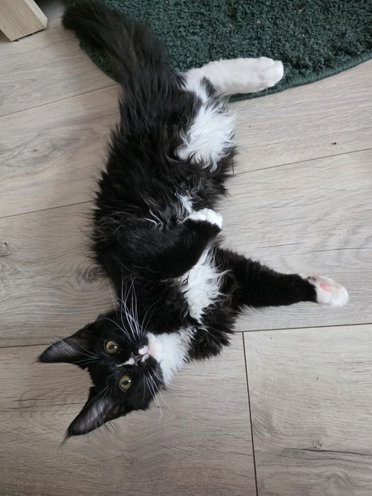 Kocur Maine Coon, FPL rodowód