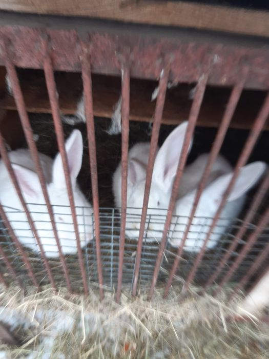 Продам кролів розведення/на м'ясо