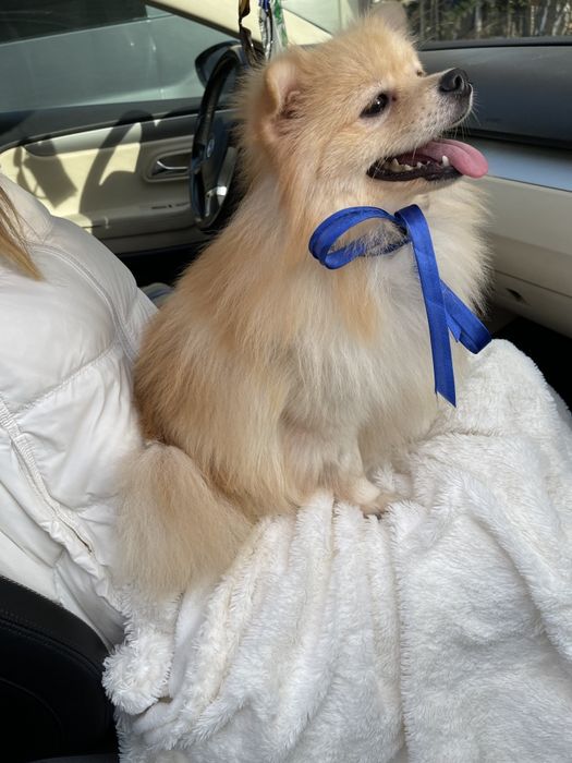 Померанські шпіци — Доставка по Україні та Європі  з любовю