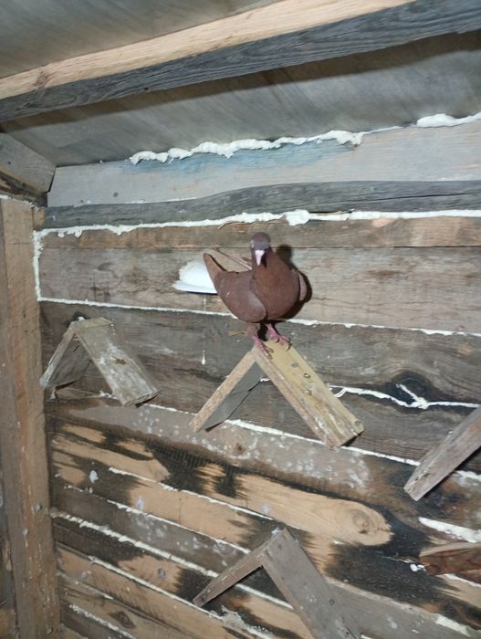 Wyszwańce gołembie