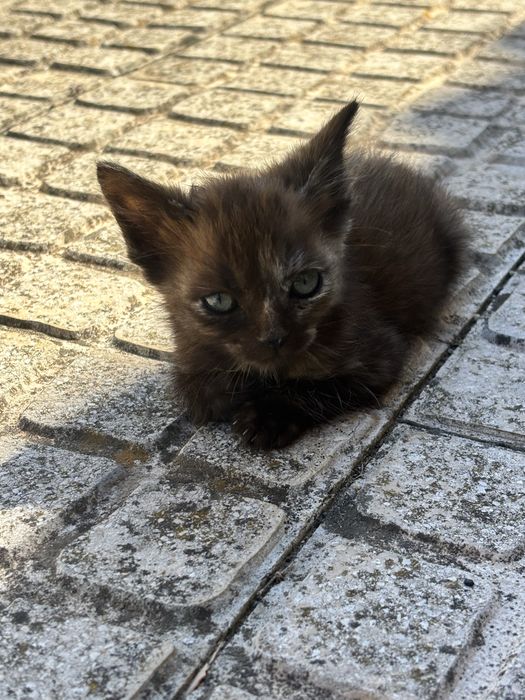Gatinhos com 2 meses para adocao