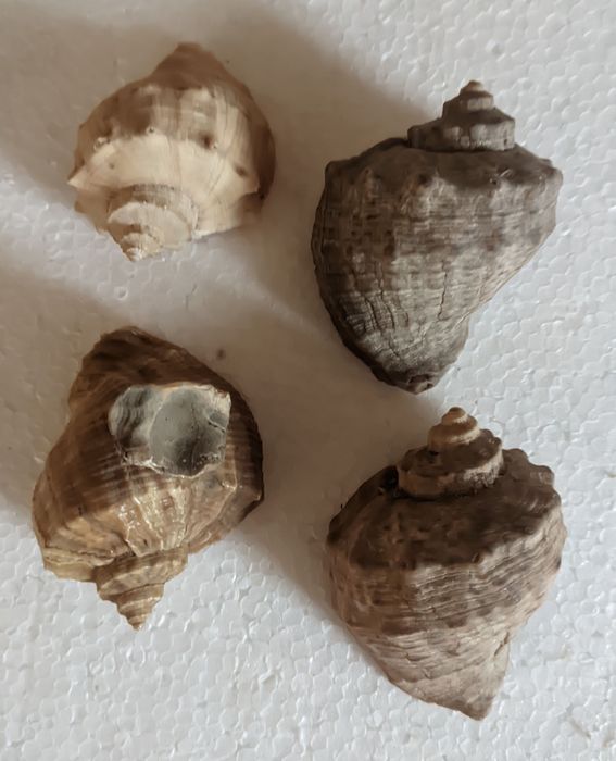 Ракушки в аквариум