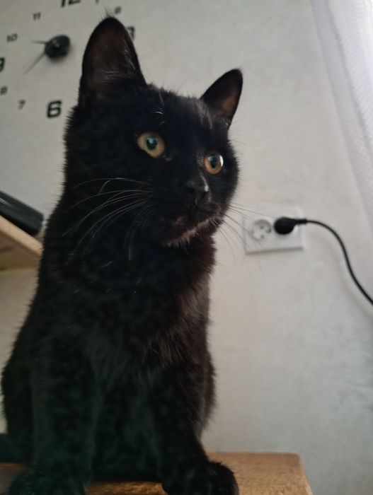 Шукаю власника кота