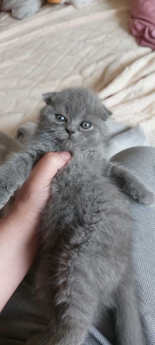 шотланський веслоухий кіт