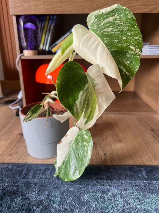 Monstera variegata/ thai constellation