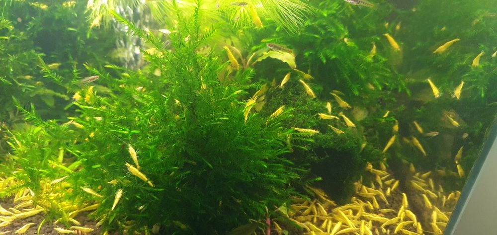 Krewetki akwariowe yellow z pasem neonowym  100szt