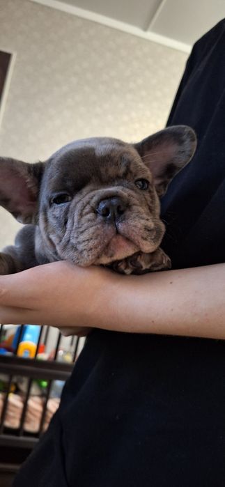 Французький Бульдог