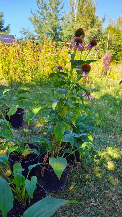 Jeżówka purpurowa Echinacea purpurea – sadzonki