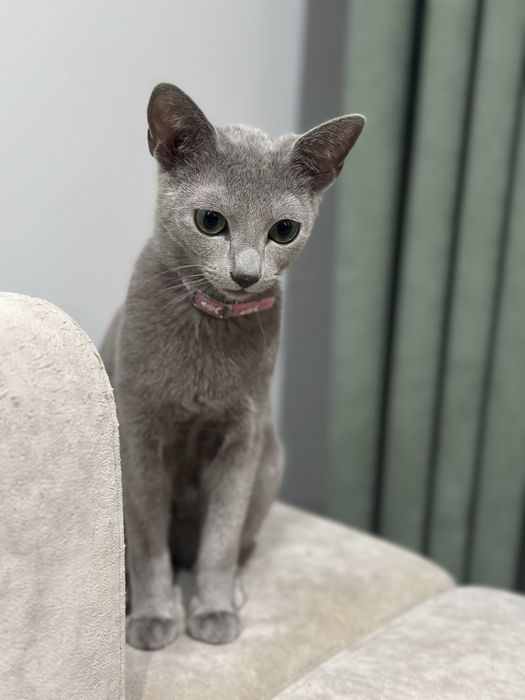 rosyjski niebieski kocurek - ur. 15 X 2024