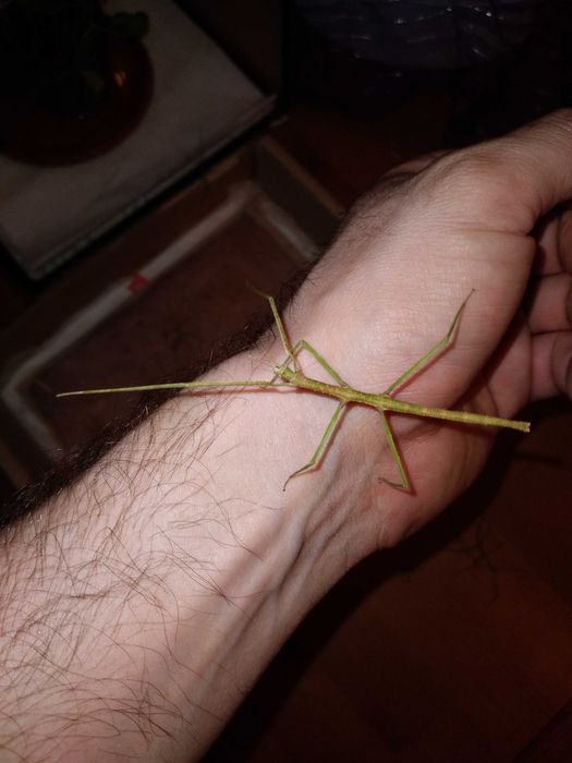 Patyczaki za darmo, nowe malutkie okazy