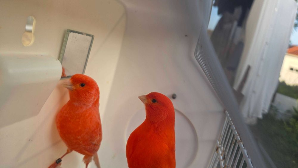 Canários vermelhos intensos e nevados