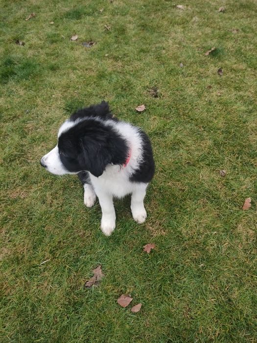 Piesek Border collie FCI