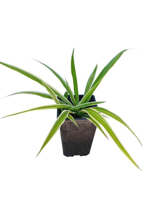 Planta aranha Chlorophytum Comosum