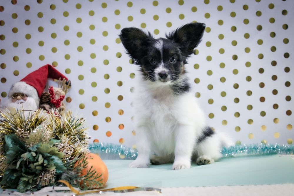 Неймовірний малюк триколор