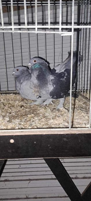 Mewki chińskie egipskie łapciate