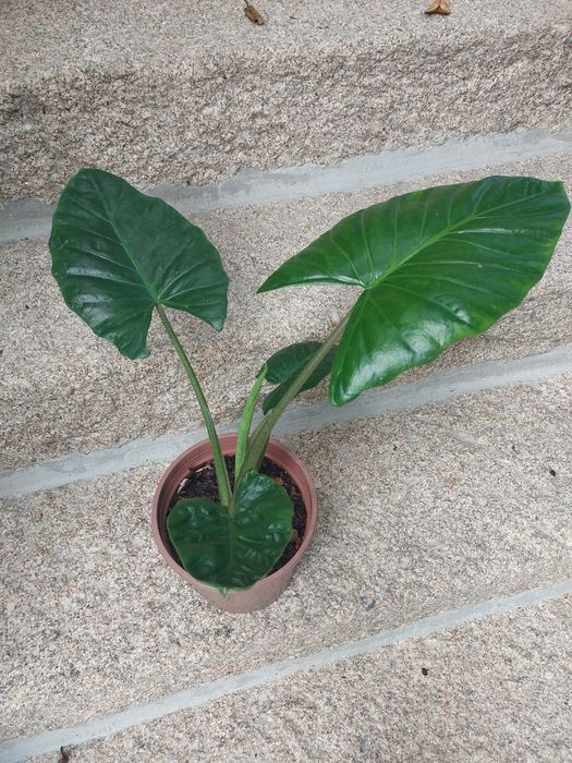 Planta Alocasia- orelha de elefante