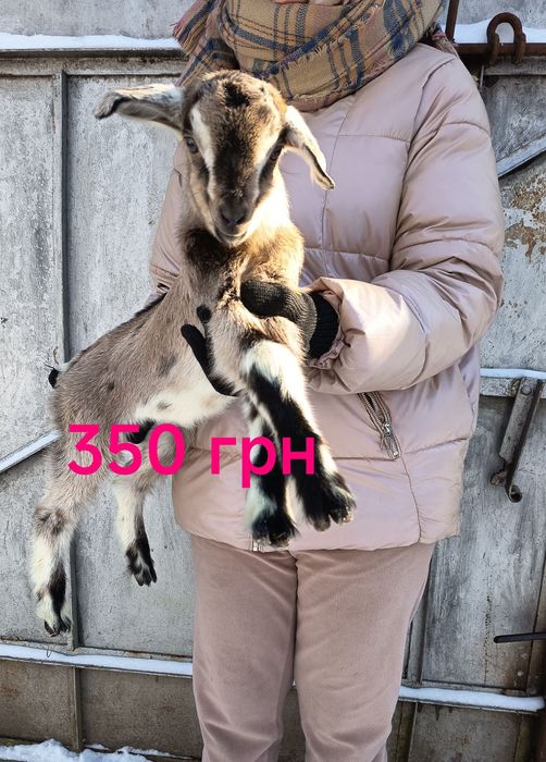 Козенята англонубійської породи 75%