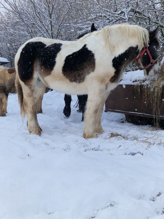 Sprzedam klacze zimnokrwiste zrebne