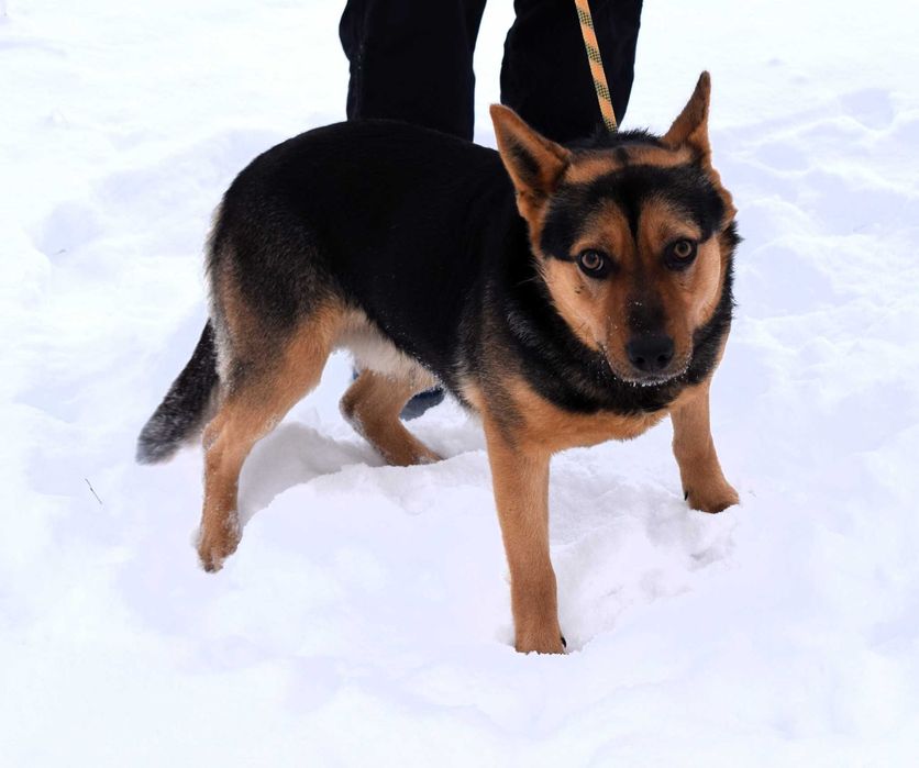 Figaro wrażliwy, kochany pies