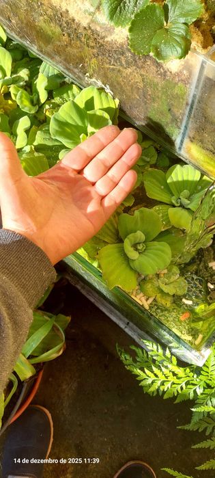 Alfaces de água aquário ou lago