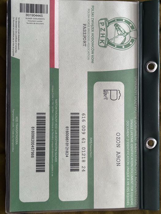 Ogierek na sprzedaż