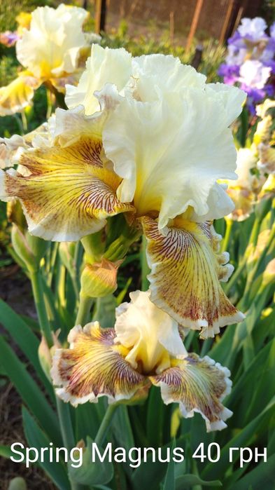 Ірис високий бородатий,  ірис карликовий, набір ірисів, садова квітк