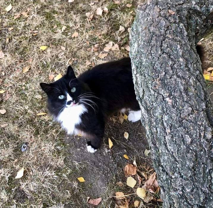 Котик біколор шукає родину