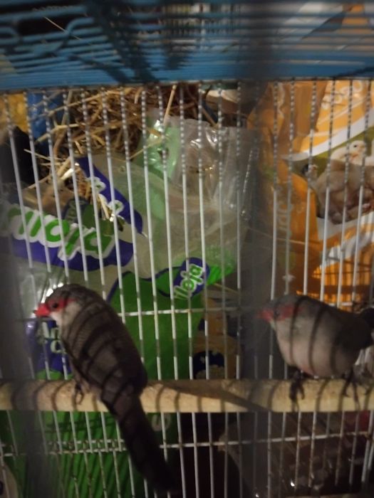 Dois bicos de lacre machos