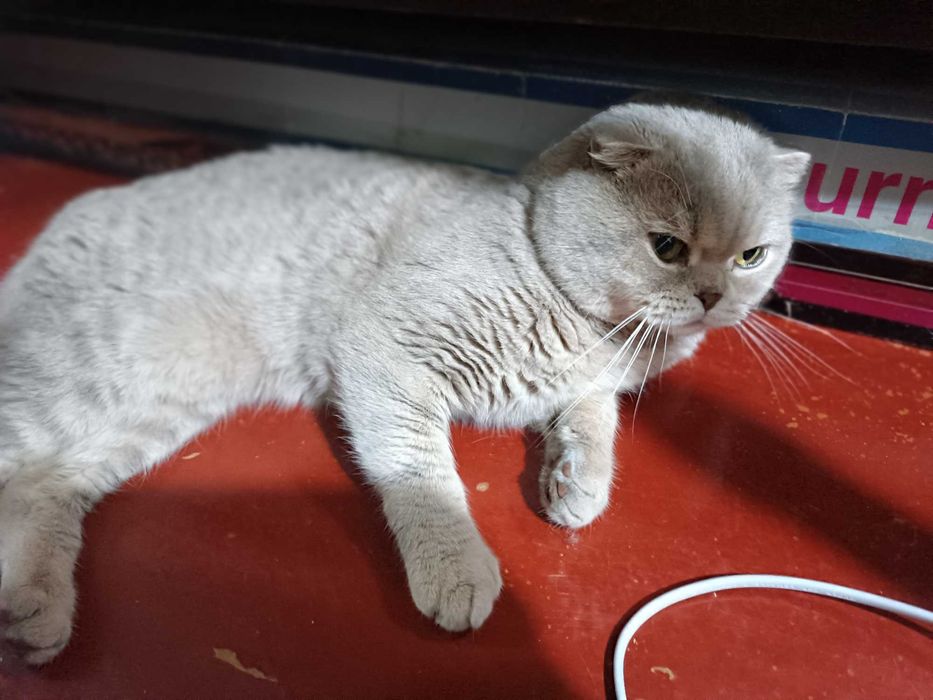 Вязка Шотландский Кот